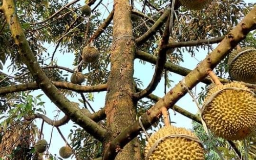 So Sánh Sầu Riêng Truyền Thống Và Sầu Riêng Lai – Người Sành Ăn Chọn Loại Nào?